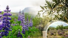 Αρχιτεκτονική Μεσογειακών Φυτεύσεων