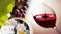 Γνώσεις και Δεξιότητες Ποιοτικής Αξιολόγησης Οίνων - Από τον Τρύγο ως την Ολοκλήρωση των Ζυμώσεων